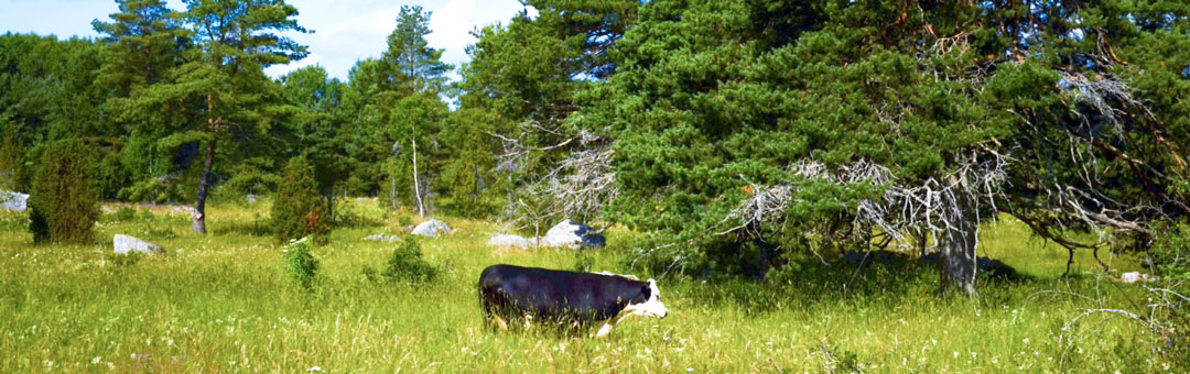 Betande kor i naturbeteslandskap Foto Jan Wärnbäck WWF